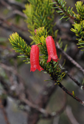 Rhododendron ericoides.3.jpg