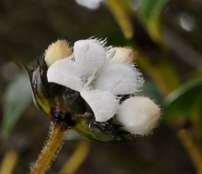 Rubiaceae. Close-up.jpg