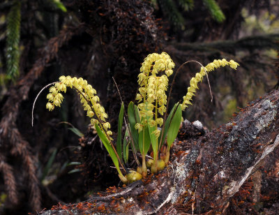 Dendrochilum dewindtianum.3.jpg