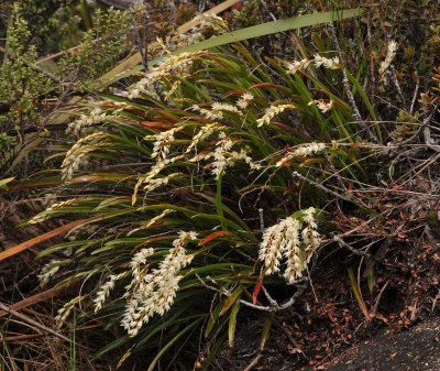 Dendrochilum stachyodes.2.1.jpg