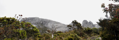 Kinabalu high altitude vegetation.jpg