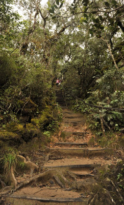 Kinabalu trail.jpg
