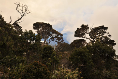 Kinabalu vegetation.jpg