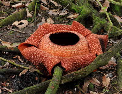 Rafflesia keithii 6 petals.jpg