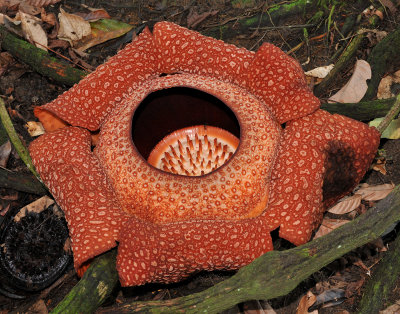 Rafflesia keithii 6 petals closer.jpg
