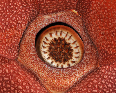 Rafflesia keithii. Close-up.jpg