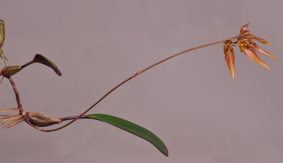 Bulbophyllum longibrachiatum HBL20051916.jpg