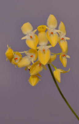 Bulbophyllum pleurothallidianthum. Closer. HBL20130645.jpg