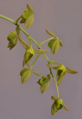Catasetum kempfii HBL31020.jpg