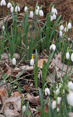 Galanthus nivalis sandersii.jpg