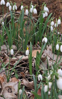 Galanthus nivalis sandersii.jpg