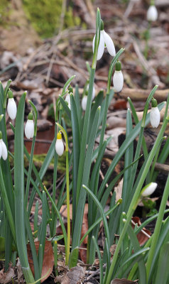 Galanthus nivalis sandersii.3.jpg