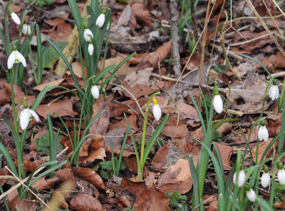 Galanthus nivalis sandersii.4.jpg