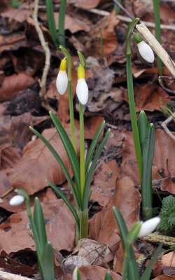 Galanthus nivalis sandersii.5.jpg