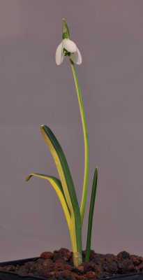 Galanthus nivalis. Variegated.jpg