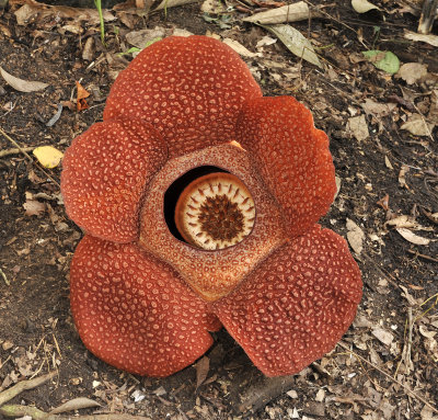 Rafflesia keithii.jpg