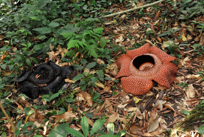 Rafflesia keithii.2.jpg