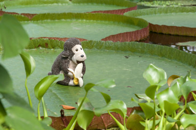 Mr. H. on a giant lily pad.