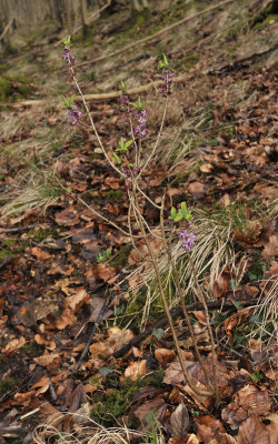 Daphne mezereum