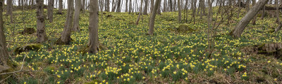 Narcissus pseudonarcissus ssp. pseudonarcissus