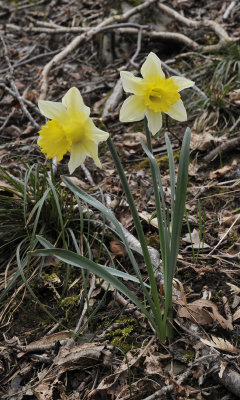 Narcissus pseudonarcissus ssp. pseudonarcissus