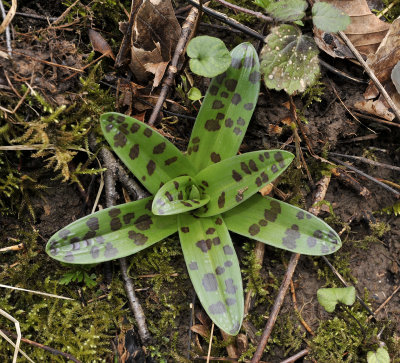 Orchis mascula