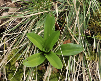 Orchis mascula