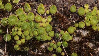 Sempervivum funckii. Rosettes.