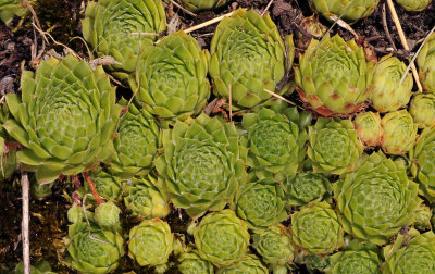 Sempervivum funckii. Rosettes.