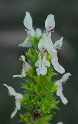 Stachys recta. Close-up.