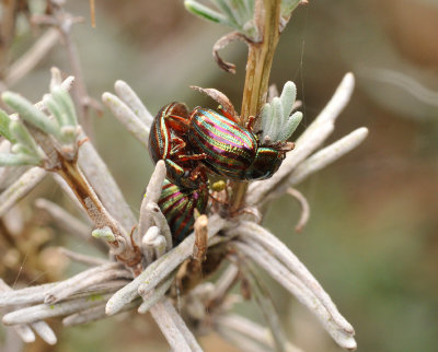 Chrysolina americana