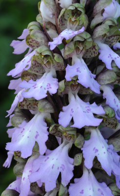 Himantoglossum metlesicsianum