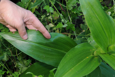Himantoglossum metlesicsianum. Foliage.