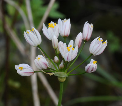 Allium canariense. Close-up.