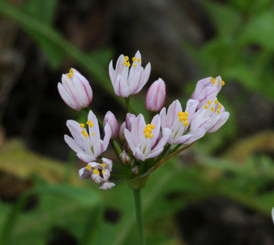Allium canariense. Close-up.