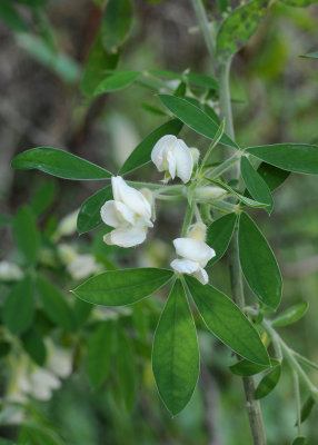 Chamaecytisus proliferus