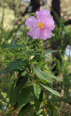 Cistus symphytifolius