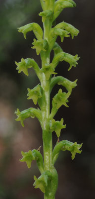 Gennaria diphylla