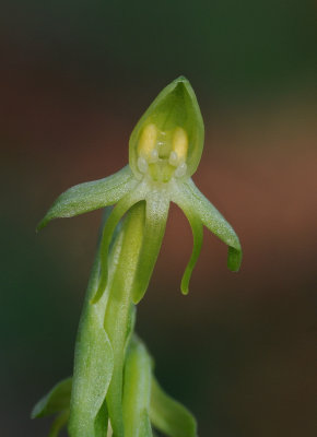 Habenaria tridactylites. Close-up.