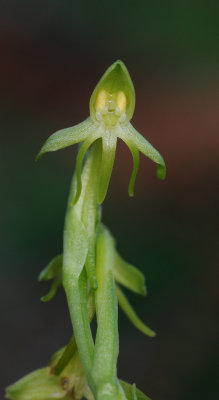 Habenaria tridactylites. Close-up. 