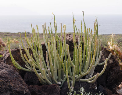 Ceropegia dichotoma