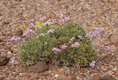 Limonium pectinatum