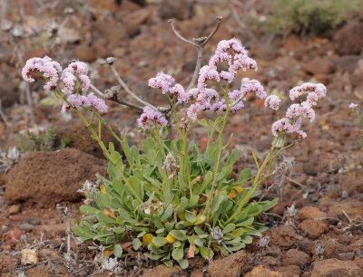 Limonium pectinatum