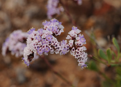 Limonium pectinatum. Closer.