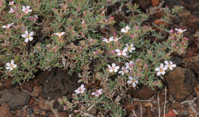 Frankenia ericifolia ssp. ericifolia 