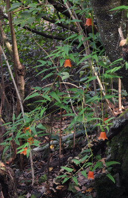 Canarina canariensis