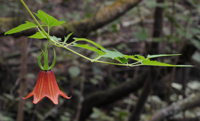 Canarina canariensis. Closer.