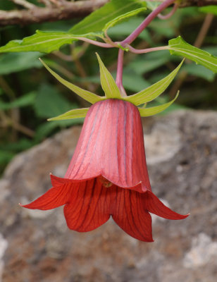 Canarina canariensis red.