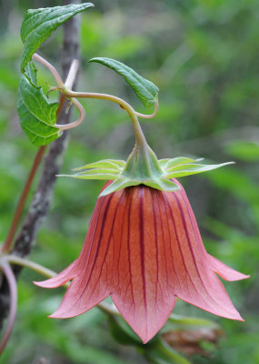 Canarina canariensis. Close-up side.