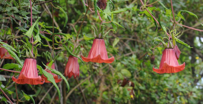 Canarina canariensis. Closer.